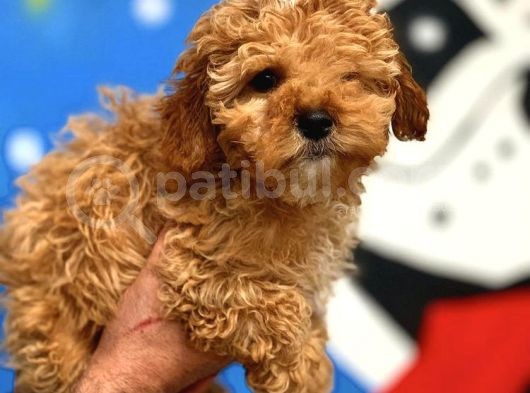 2.5 Aylik Erkek Red Toy Poodle görsel