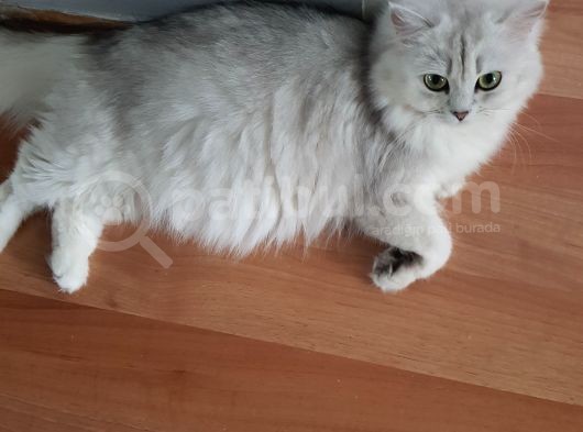 Ns 11 33 Silver Shaded British Shorthair Yavrular görsel