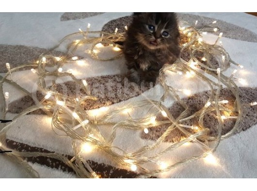 Erkekli̇ Di̇şi̇li̇ Sevi̇mli̇ Yavrular