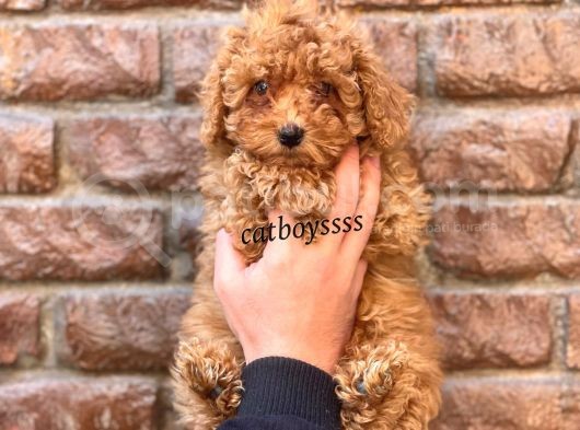 Red Brown Kızıl Renk Toy Poodle Erkek Yavrumuz