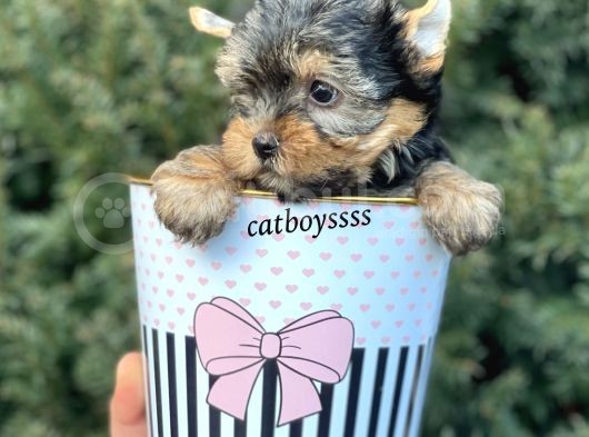 Yorkshire Terrier Mini Erkek Yavrumuz görsel