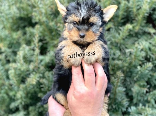 Safkan Mini Yorkshire Terrier Yavrularımız görsel