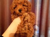 Şirin Mini Toy Poodle Yavrularımız