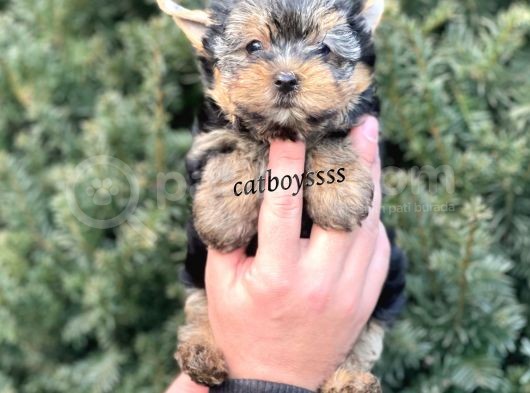Sevilmli Yorkshire Terrier Mini Yavrularımız görsel