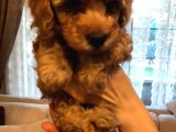 Toy Poodle