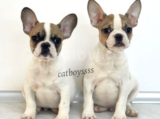 Safkan French Bulldog Yavrularımız