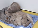 Anne Baba Safkan British Shorthair