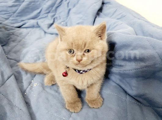 Anne Baba Safkan British Shorthair görsel