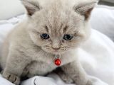 Anne Baba Safkan British Shorthair