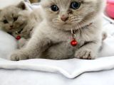 Anne Baba Safkan British Shorthair