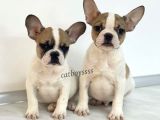 Safkan French Bulldog Yavrularımız