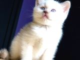 2 Aylik Di̇şi̇ Blue Poi̇nt Bri̇ti̇sh Shortai̇r