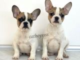 Safkan French Bulldog Yavrularımız