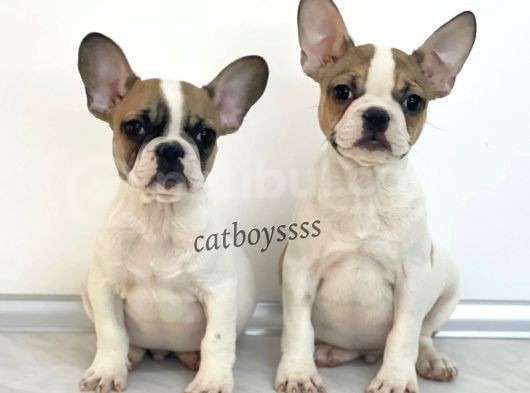 Safkan French Bulldog Yavrularımız görsel
