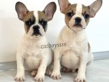 Safkan French Bulldog Yavrularımız