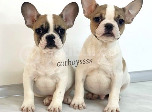 Safkan French Bulldog Yavrularımız görsel