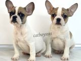 Safkan French Bulldog Yavrularımız