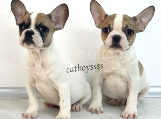 Safkan French Bulldog Yavrularımız görsel