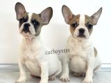 Safkan French Bulldog Yavrularımız