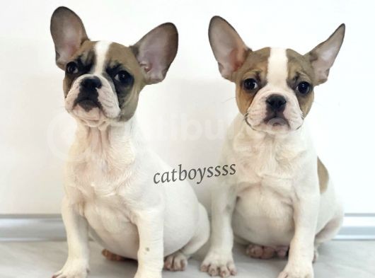 Safkan French Bulldog Yavrularımız görsel