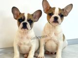 Safkan French Bulldog Yavrularımız