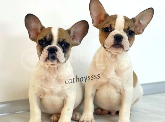 Safkan French Bulldog Yavrularımız görsel