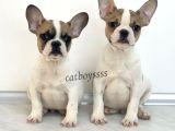 Safkan French Bulldog Yavrularımız