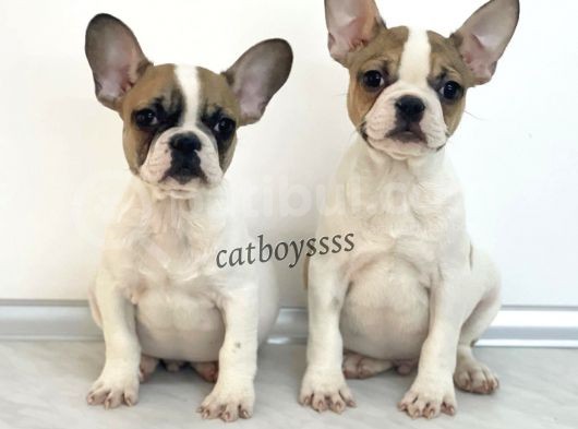 Safkan French Bulldog Yavrularımız görsel