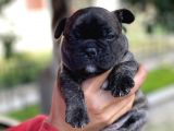 Mükemmel Kali̇tede French Bulldog Yavrularimiz Bluegen