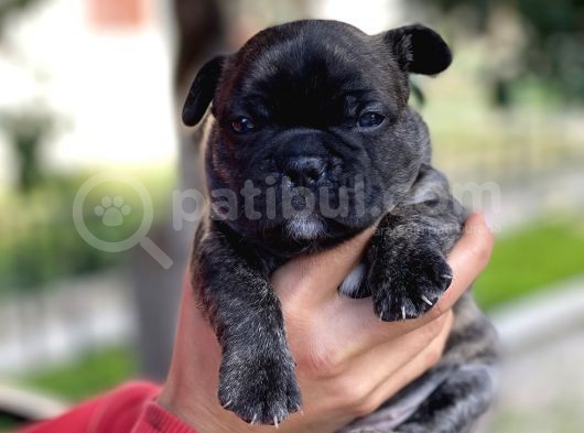 Mükemmel Kali̇tede French Bulldog Yavrularimiz Bluegen görsel