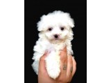 Özel Irk Maltipoo Bebeği