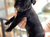 Mükemmel Kali̇tede French Bulldog Yavrularimiz Bluegen