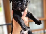 Mükemmel Kali̇tede French Bulldog Yavrularimiz Bluegen