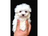 Özel Irk Maltipoo Bebeği