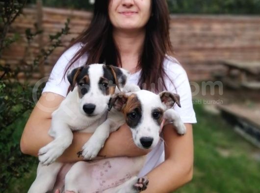 Jack Russell Yavru (Bursa Köpek Okulu) görsel