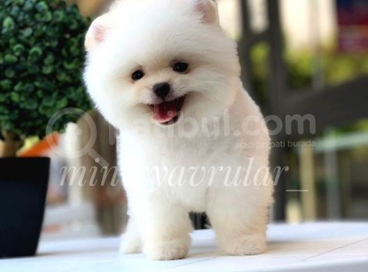 Safkan Pomeranian Yavrularımız