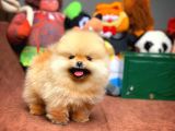Tüy Dökülmesi Az Olan Pomeranian Yavrularımız