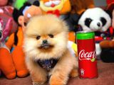 Tüy Dökülmesi Az Olan Pomeranian Yavrularımız