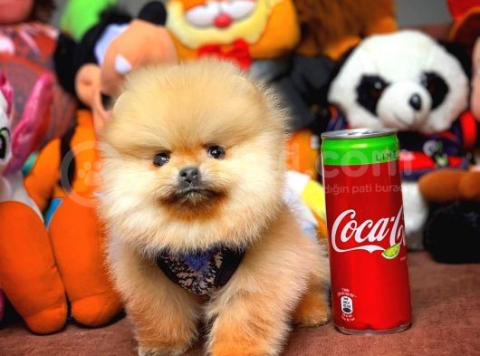 Tüy Dökülmesi Az Olan Pomeranian Yavrularımız görsel