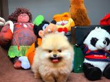 Tüy Dökülmesi Az Olan Pomeranian Yavrularımız