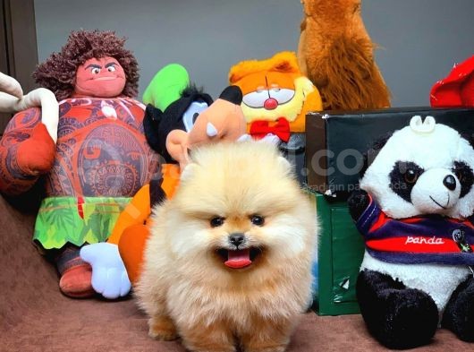 Tüy Dökülmesi Az Olan Pomeranian Yavrularımız görsel