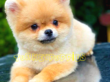 Pomeranian Boo