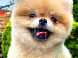 Pomeranian Boo