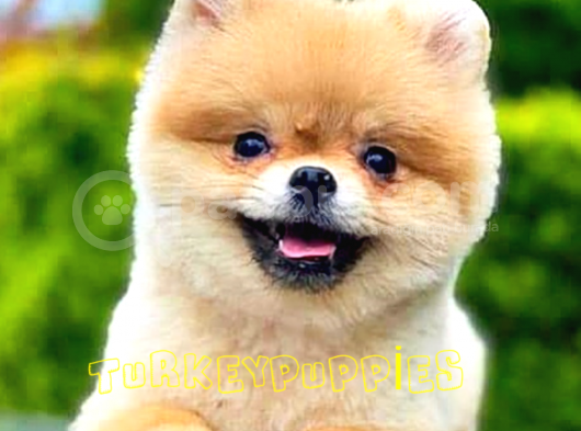 Pomeranian Boo görsel