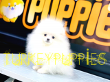 Pomeranian Boo
