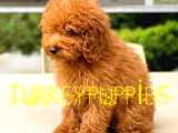Toy Poodlee