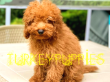 Toy Poodlee