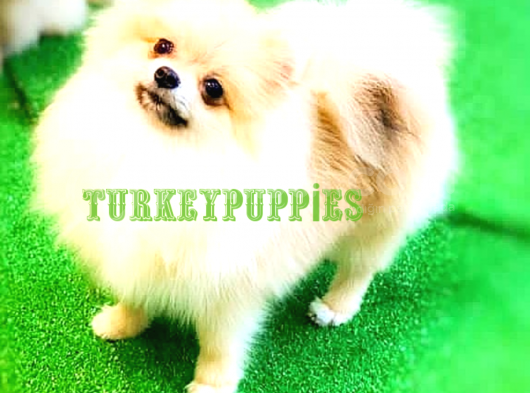 Pomeranian Boo görsel