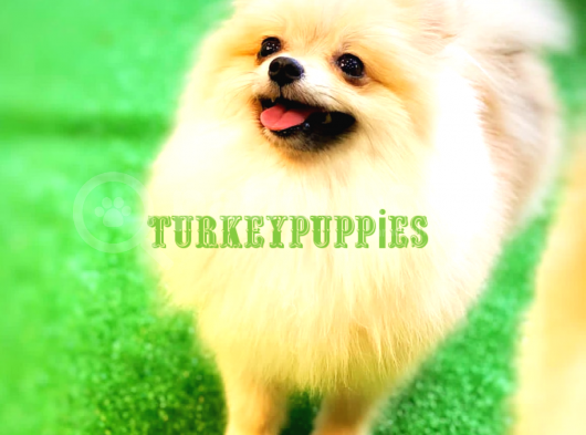 Pomeranian Boo görsel
