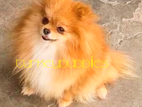 Pomeranian Boo